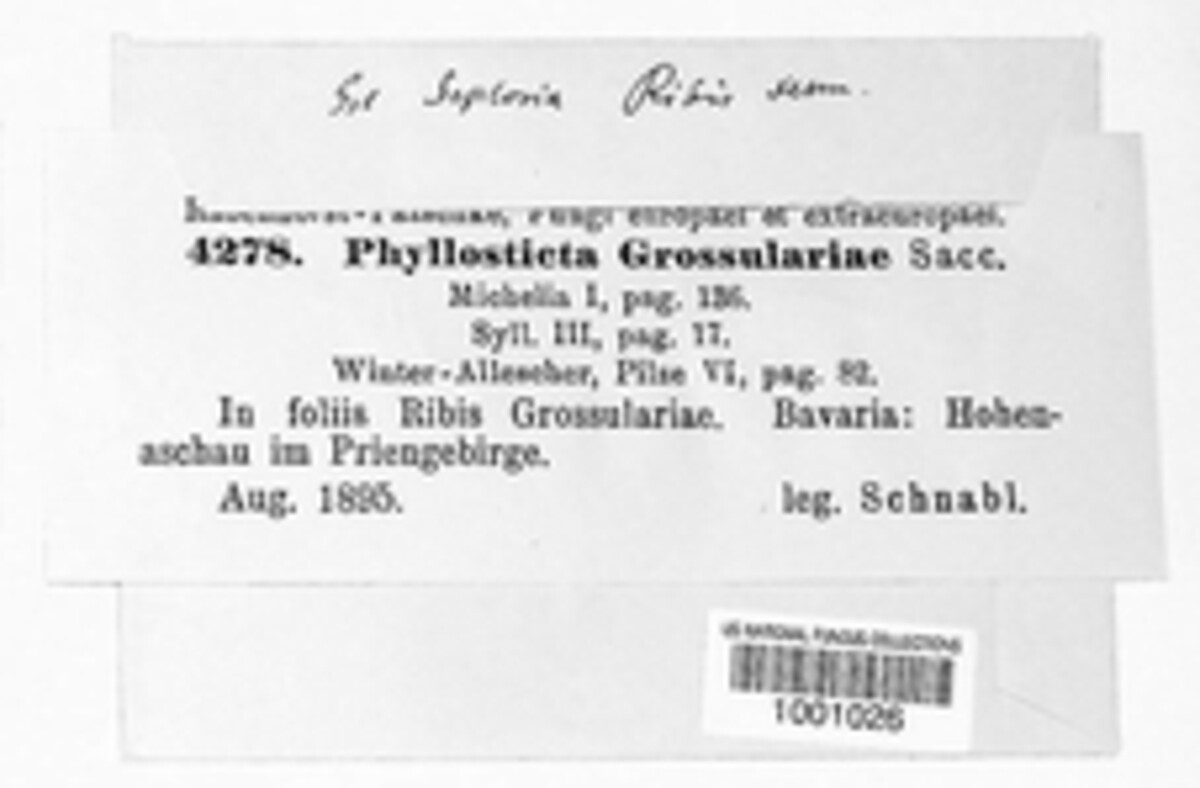 Mycosphaerella ribis image
